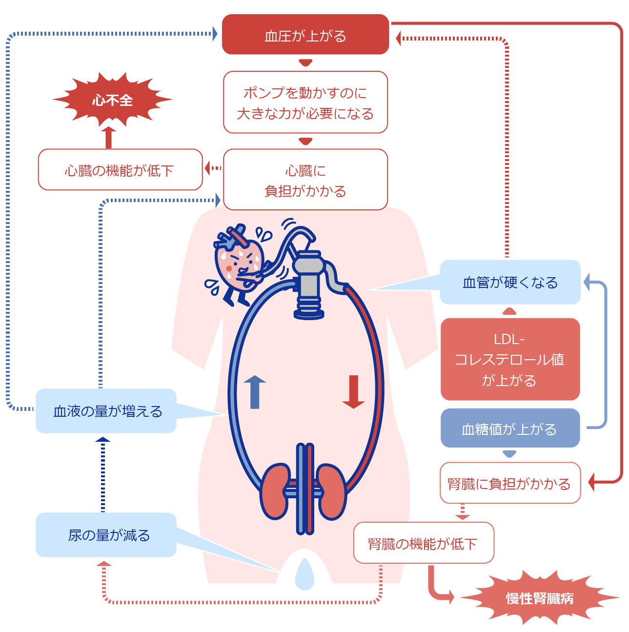 心臓・腎臓・血管の関係図