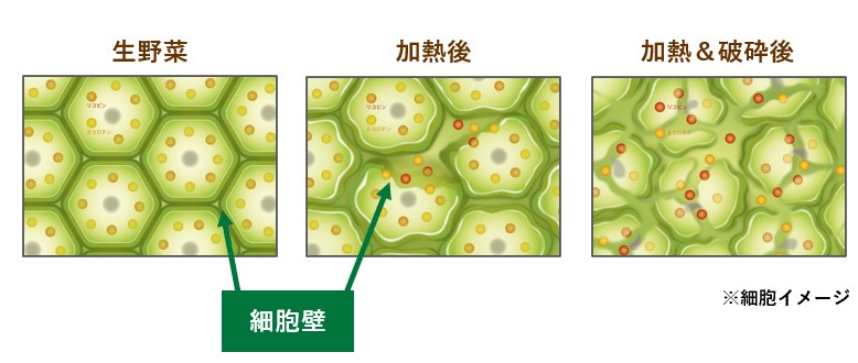 細胞壁