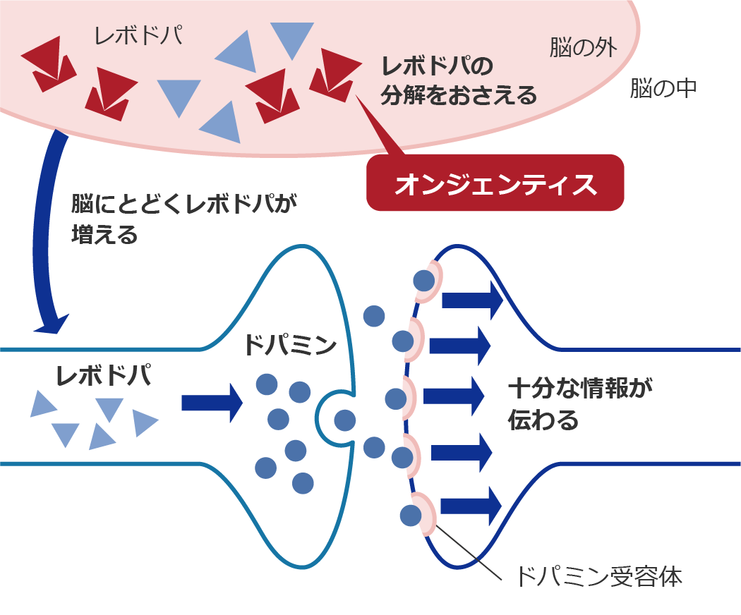 オンジェンティスが、レボドパの分解をおさえ、ドパミンが増える