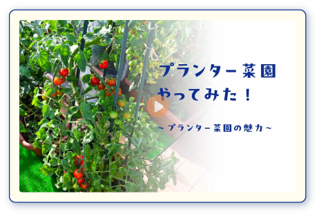 プランター菜園をやってみた！プランター菜園の魅力