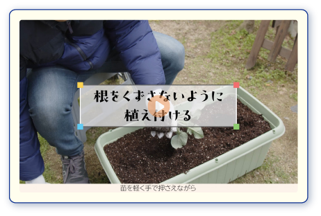 根をくずさないように植え付ける