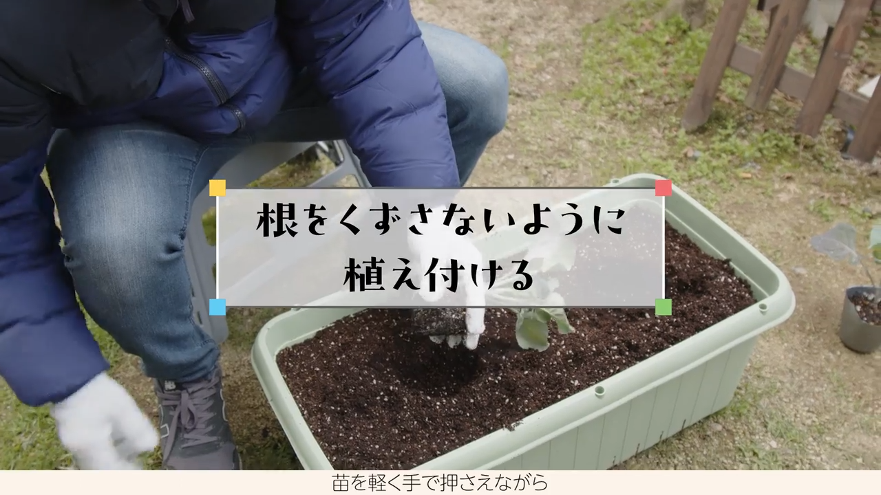 苗を植えよう